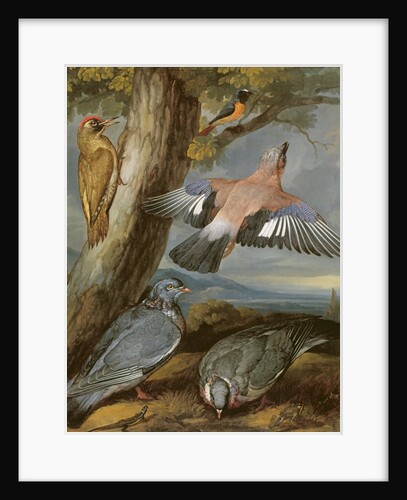 Jay, Green Woodpecker, Pigeons and Redstart, c.1650 by Francis Barlow