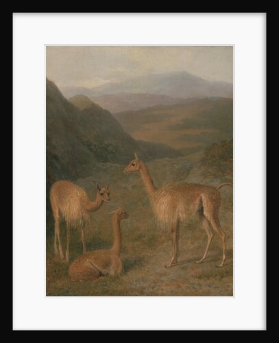 Vicunas, 1831 by Jacques-Laurent Agasse