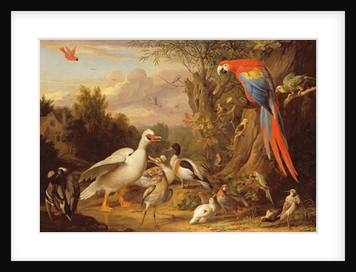 A Macaw, Ducks, Parrots and Other Birds in a Landscape, c.1708-10 by Jakob Bogdani or Bogdany