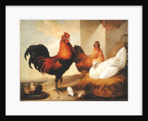 Domestic Cock, Hens and Chicks, 1655 by Francis Barlow