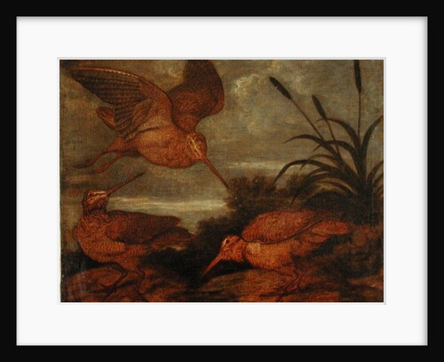 Woodcock at Dusk, c.1676 by Francis Barlow