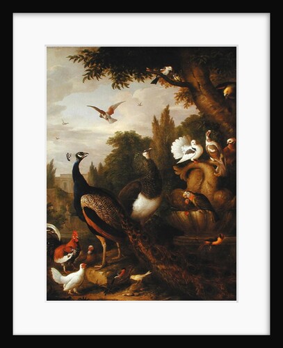 Peacock, peahen, parrots, canary, and other birds in a park, c.1708-10 by Jakob Bogdani or Bogdany