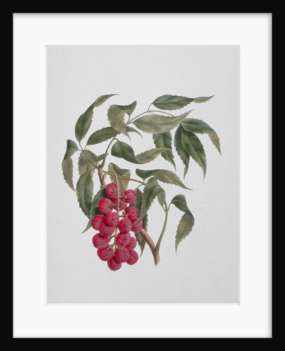 Korsuma by Luigi Balugani