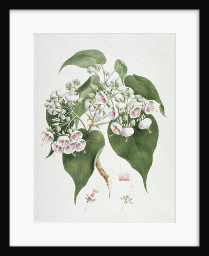 Walkuffa No.5 Dombeya torrida by James (1730-94) Bruce