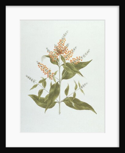 Umtar by James (1730-94) Bruce