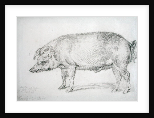 Hereford Boar, c.1803-04 by James Ward