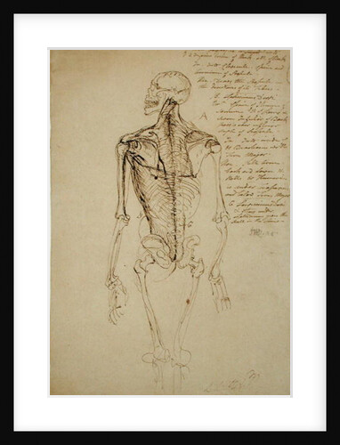 Drawing of a Man's Skeleton by James Ward