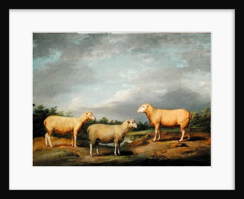 Ryelands Sheep, the King's Ram, the King's Ewe and Lord Somerville's Wether, c.1801-07 by James Ward