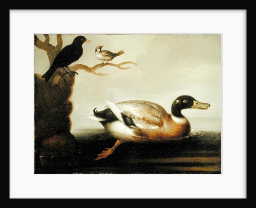 Mallard Duck and Other Birds, c.1700 by English School