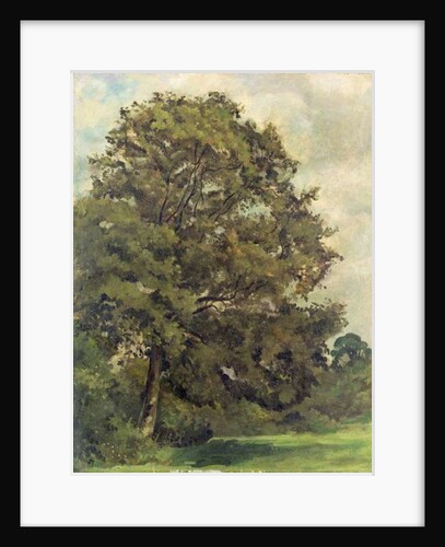 Study of an Ash Tree, c.1851 by Lionel Constable