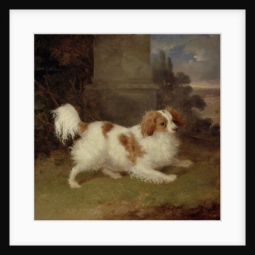 A Blenheim Spaniel, c.1820-30 by William Webb