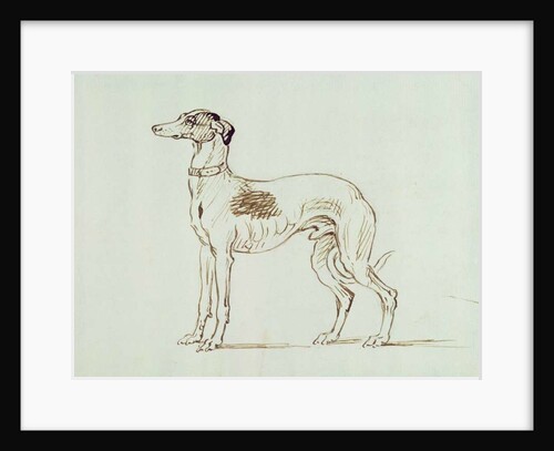 A Greyhound, Facing Left by James Seymour
