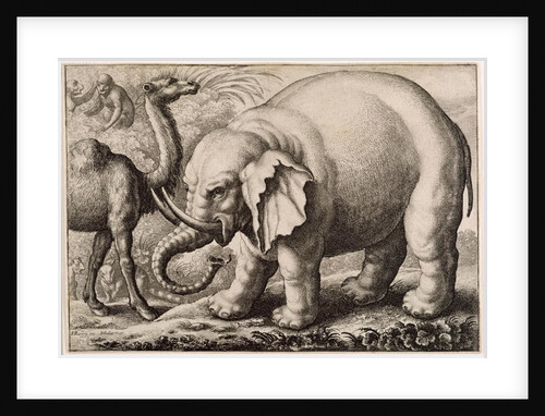 An Elephant and a Camel by Francis Barlow