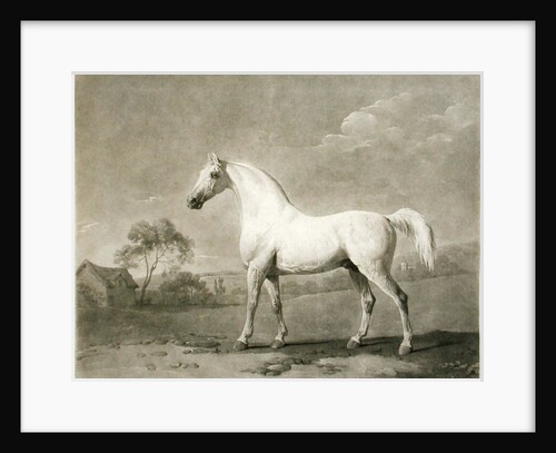 Mambrino, after George Stubbs, 1788 by Charles Howard Hodges