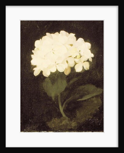 White Hydrangea by Stuart Park