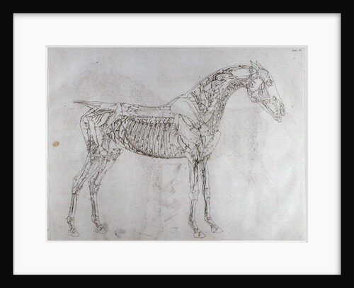 Illustration from The Anatomy of the Horse, including a particular description of the bones, cartilages, muscles...in eighteen tables by George Stubbs