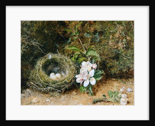Bird's Nest with Sprays of Apple Blossoms, c.1845-50 by William Henry Hunt