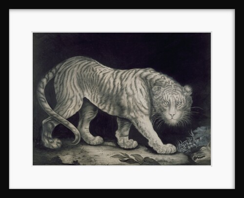 A Prowling Tiger by Elizabeth Pringle