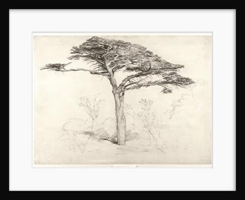 Old Cedar Tree in Botanic Garden, Chelsea, 1854 by Samuel Palmer