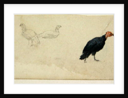 Studies of a Turkey by Robert Hills