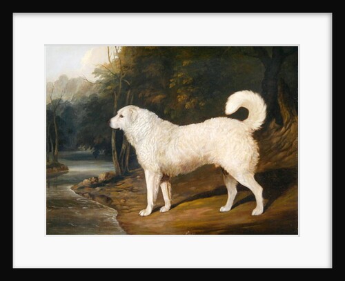 Portrait of a Dog, Ross, 1836 by David of York Dalby