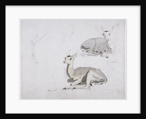 Studies of young Pallah Deer Resting, c.1802 by Samuel Daniell