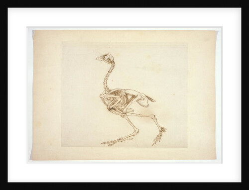 Dorking Hen Skeleton, Lateral View by George Stubbs