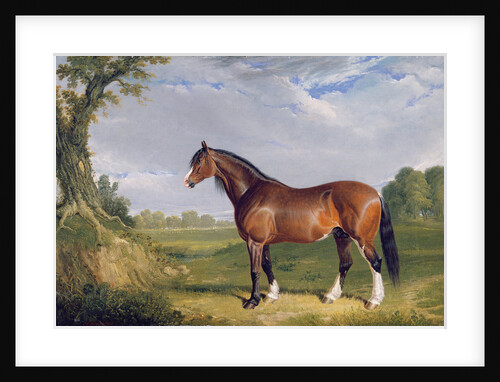 A Clydesdale Stallion, 1820 by John Frederick Herring Snr