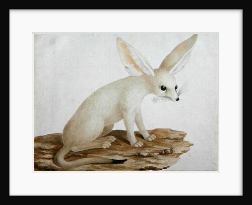 Fennec No. 3 Original of illustration in ' Travels through Abyssinia' by James Bruce