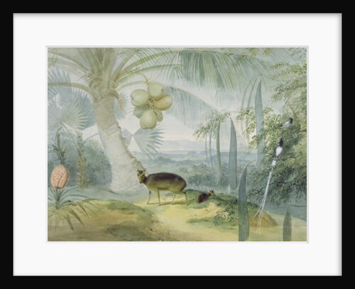A Landscape in Ceylon, with Barking Deer and Fawn and a pair of Paradise Fly-Catchers, c.1808-11 by Samuel Daniell