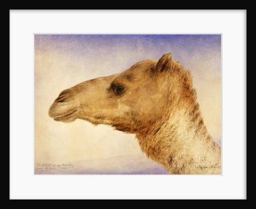 Portrait of the Artist's Dromedary, 1862 by Elijah Walton