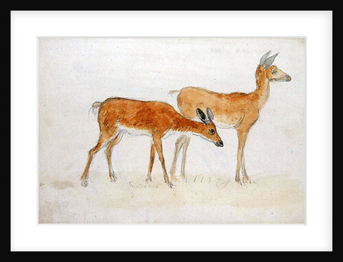 American Deer by Anthony Devis