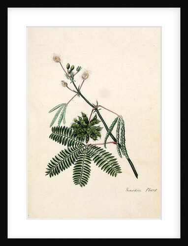 Sensitive Plant by English School