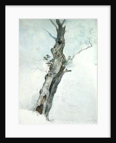Tree Study, c.1800-05 by Robert Hills
