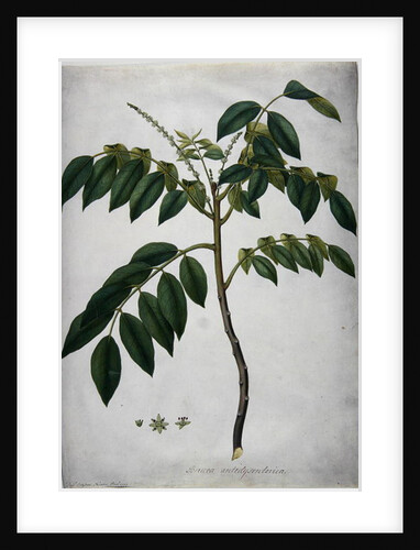 Brucea Antidysenterica, 1777 by Frederick Polydor Nodder