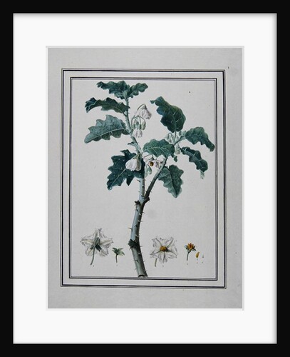 Solanum d'Abissime by Anonymous