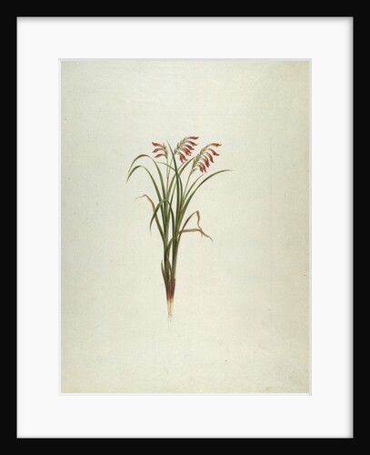 Unidentified Plant with Flowers by Luigi Balugani