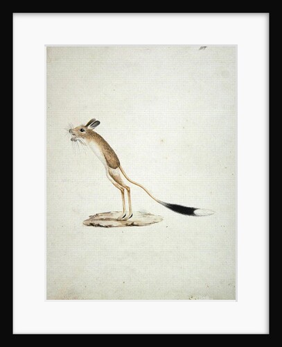 Jerboa No. 4 by James Bruce