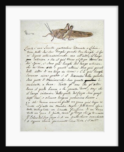Study of a Locust by Luigi Balugani