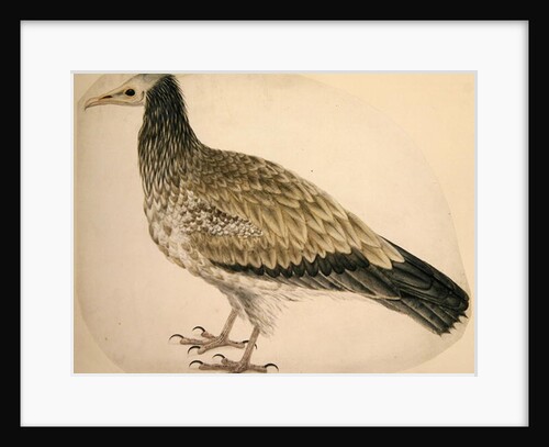 Egyptian Vulture, c.1736 by Charles Collins