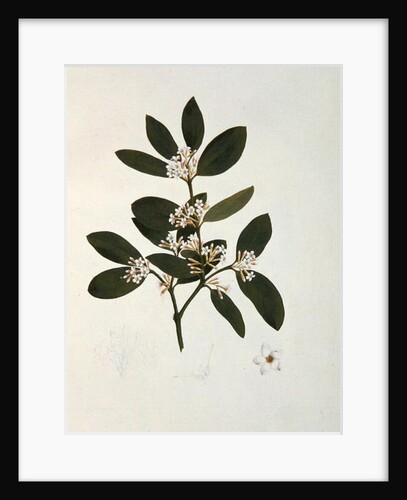 Botanical drawing by Luigi Balugani