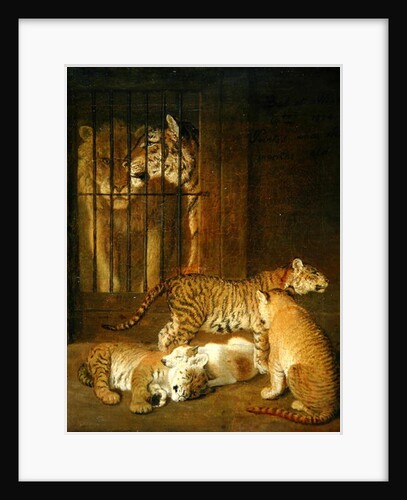 Group of whelps bred between a lion and a tigress, 1825 by Jacques-Laurent Agasse