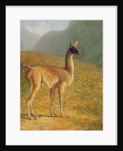 Guanaco, c.1848 by Jacques-Laurent Agasse