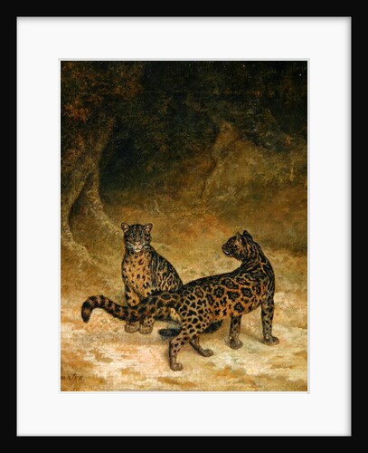 Clouded Leopards, c.1825 by Jacques-Laurent Agasse
