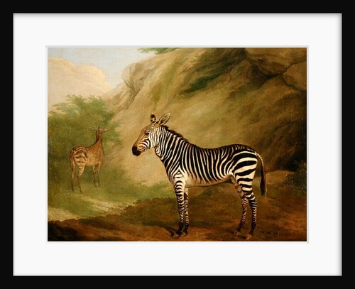 Zebra, 1803 by Jacques-Laurent Agasse
