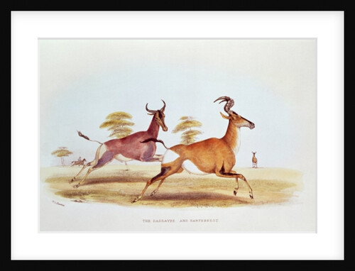 The Sassaybe and the Hartebeest by William Cornwallis Harris