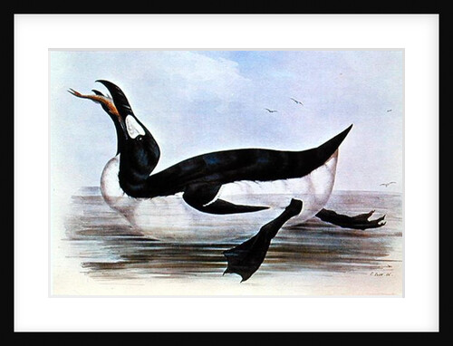 The Great Auk by Edward Lear