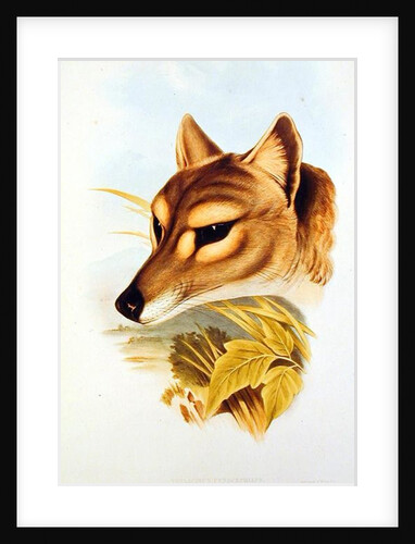 Tasmanian Wolf or Tiger by Henry Constantine Richter