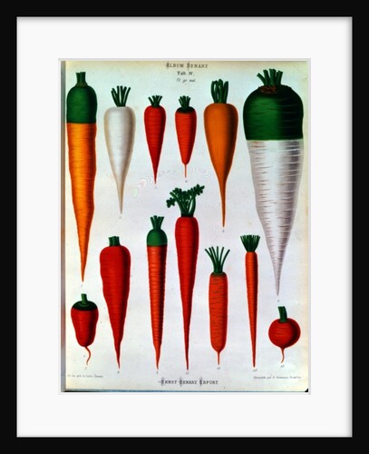 Carrots, Table IV from the 'Album Benary' by Ernst Benary