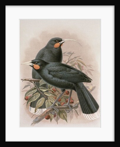 Huia by Johan Gerard Keulemans